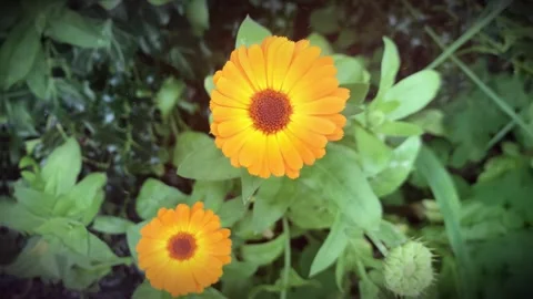 An extreme slow motion loop of a Marigold flower. Stock Footage 252068098