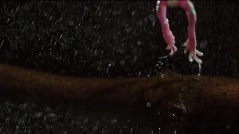 Extreme slow motion tree frog jump in the rain Stock Footage 233699232