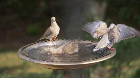 Extreme Slow Motion View of Doves in Bird Bath Vidéo 137804327