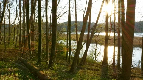 Extreme Slowmotion Cinematic Camera Movement Through the Forest at Sunset, Ca Video stock 309023897