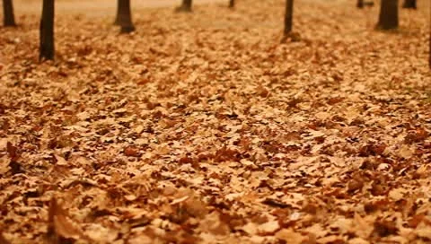 The extreme strong wind and flying leaves in the autumn forest 스톡 동영상 9107822