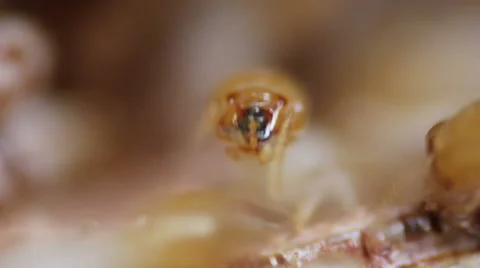 Extreme Termite Closeup Stock Footage 48638736