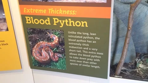 Extreme Thickness: Blood Python Signage 動画素材 136400665