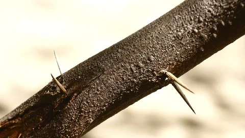 Extreme tree with spines Stock Footage 126878824