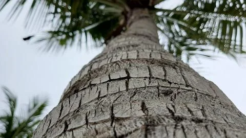 Extreme vertical angle looking up rough trunk tall palm tree sky art Stock Photos
