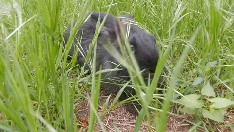 Extreme wide angle close-up shot of black rabbit sitting in the grass Stock Footage 98803949