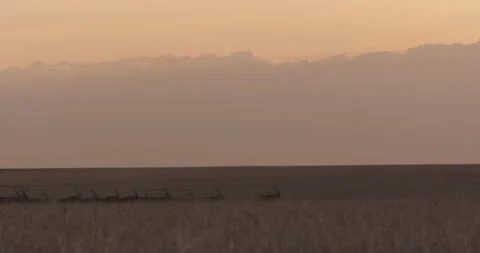 Extreme wide pan shot of a herd of East African oryxes racing around Stock Footage 279045271