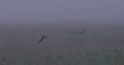 Extreme wide pan shot of long tailed widow bird taking off between fog Stock-Footage 295291477