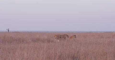 Extreme wide pan shot of a pride of lions walking and scanning Stock Footage 308676372