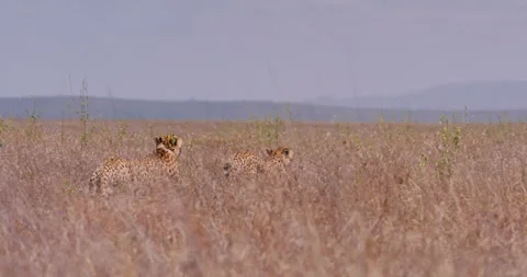 Extreme wide pan shot of two cheetahs walking into tall savannah grass Stock Footage 308672554