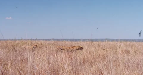 Extreme wide pan shot of two cheetahs walking through tall grass Stock Footage 308673007