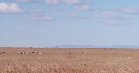 Extreme wide pan shot of two cheetahs camouflaging as zebras graze Stock-Footage 308673744