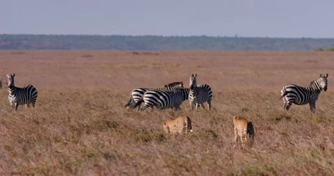 Extreme wide pan shot of two cheetahs walking towards alert zebras Stock Footage 308673789