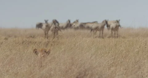 Extreme wide pull focus shot of a Lioness  spying on Zebras Stock Footage 279051953