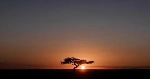 Extreme wide shot of an Apple - ring Acacia framed in the savanna Stock Footage 308674462