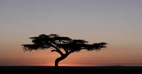 Extreme wide shot of an Apple - ring Acacia's figure at sunset Video stock 308674470