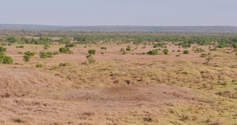 Extreme wide shot of cheetah rolling and walking off with its brother Stock Footage 308674032