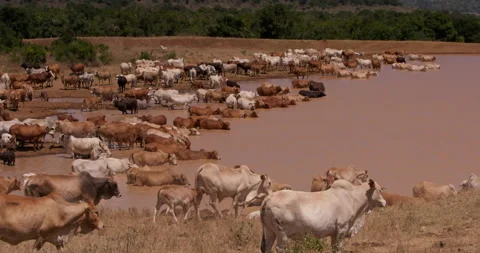 Extreme wide shot of a flock of cattle walking to a water reservoir Stock Footage 308679603