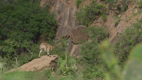 Extreme wide shot of a klipspringer looking around from a rock top Stock Footage 261025113