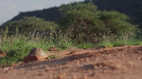 Extreme wide shot of a leopard tortoise walking up a small hill Video stock 261025787