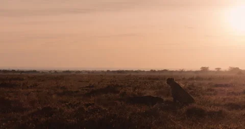 Extreme wide shot of a pair of cheetahs feasting on a grants gazelle Stock Footage 308675337