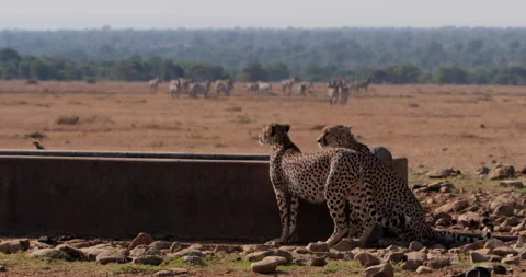 Extreme wide shot of two cheetah standing next to a waterhole Stock-Footage 308678944
