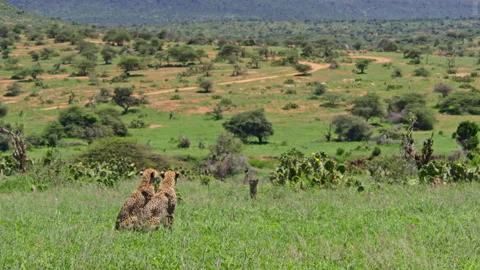 Extreme wide shot of two cheetahs scanning the valley below at noon Stock-Footage 256913548