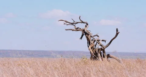 Extreme wide shot of two cheetahs walking next to a dead tree Stock Footage 308673017