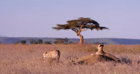 Extreme wide shot of two cheetahs walking away from a termite mound Video stock 308674261
