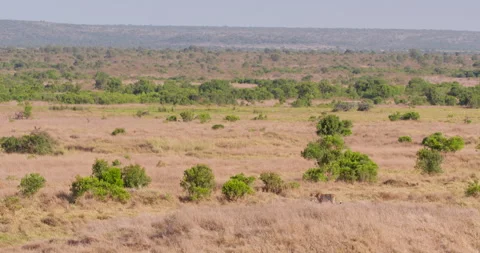 Extreme wide shot of two cheetahs moving while surveying the savanna Stock Footage 308674635