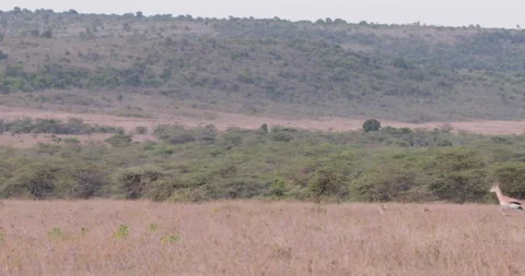 Extreme wide shot of two cheetahs strolling in the savanna Stock Footage 308675162