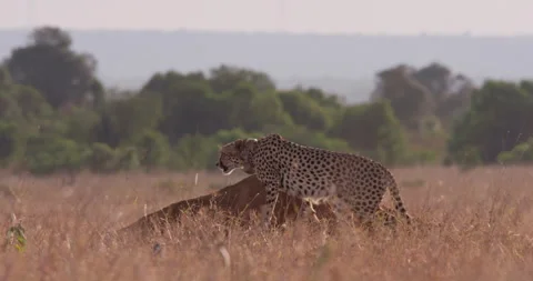 Extreme wide shot of two cheetahs taking rest up a termite mound Stock Footage 308677844