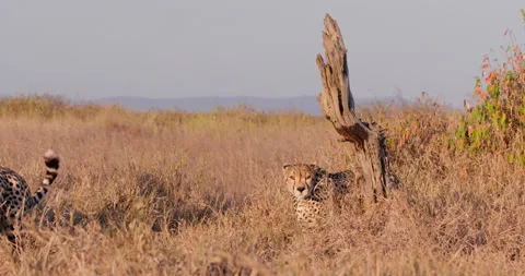 Extreme wide shot of two cheetahs walking across savannah grasslands Video stock 308678073