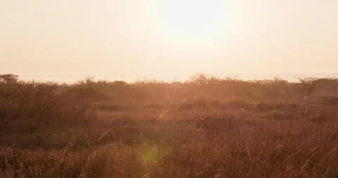 Extreme wide shot of two cheetahs walking across the savannah Stock Footage 308678718