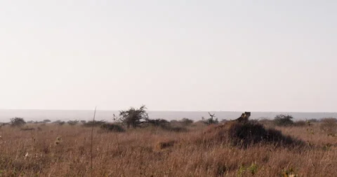 Extreme wide shot of two cheetahs scanning the savannah while resting Stock Footage 308678871