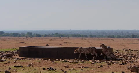 Extreme wide shot of two cheetahs moving in the plains Stock Footage 308678992