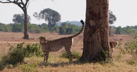 Extreme wide shot of two cheetahs sniffing a tree to mark territory Video stock 308679049