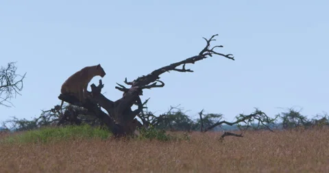 Extreme wide shot of two lionesses scanning on top a tree in kenya Stock Footage 295285986