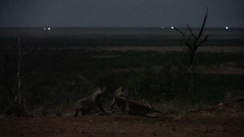 Extreme wide shot of two Spotted Hyenas  wrestling on a carcass skin Video stock 278925294