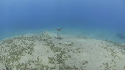Extreme wide view to medium rear view of spotted eagle ray Stock Footage 7112825