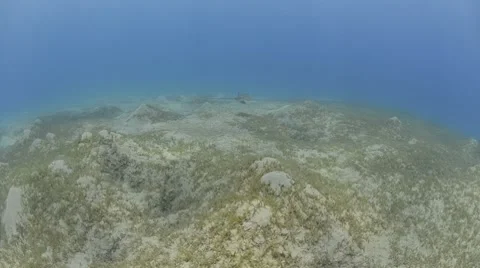 Extreme wide view spotted eagle ray over seagrass Stock Footage 7132972