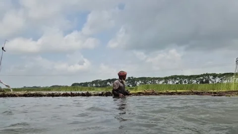 Extreme Wide Water Level View Of Farmer Assembling Jute Retting Raft Stock Footage 340309597