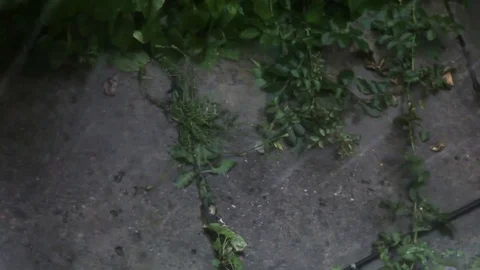 Extreme winds and heavy rain 스톡 동영상 72107989