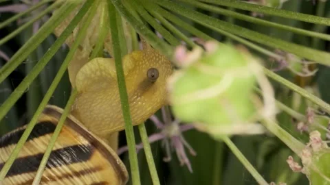 Extremelose-up of Snail crawling inside a Allium flower wild onion and eats it   Stock Footage 195248387