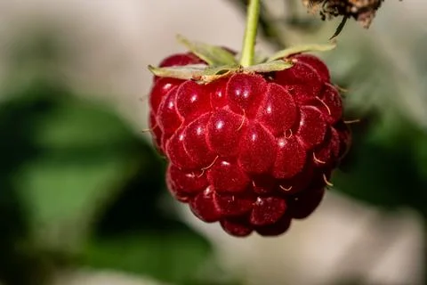 Extremely appetizing and shiny heavily ripe red raspberry on a bush Stock-Fotos