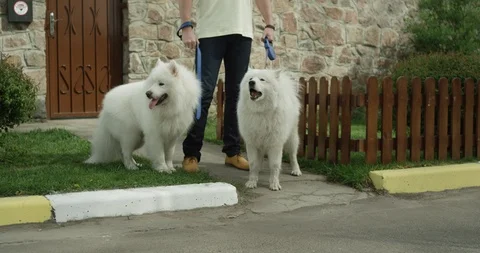 Extremely beautiful white Samoyed breed dogs Stock Footage 127072888