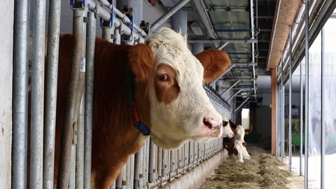 Extremely Chill Cows Eating Grass Stock Footage 118008700