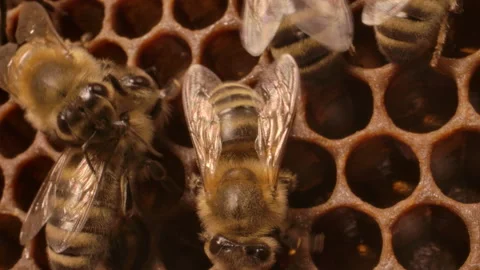 Extremely close up bees in a hive macro Stock Footage 161913877