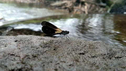 Extremely close-up of a blue dragonfly. Video stock 151601211
