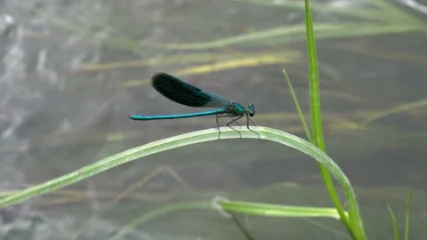 Extremely close-up of a blue dragonfly that sits on a swinging stalk of grass Видео 110784951